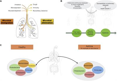 Paradigms of Lung Microbiota Functions in Health and Disease, Particularly, in Asthma